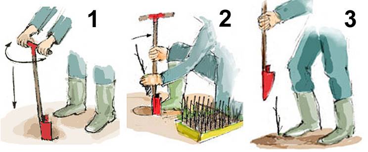 Plantering med borr steg för steg. Illustration Anna Marconi.