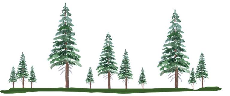 Skiktad, mångformig skog. Illustration Bo Persson.