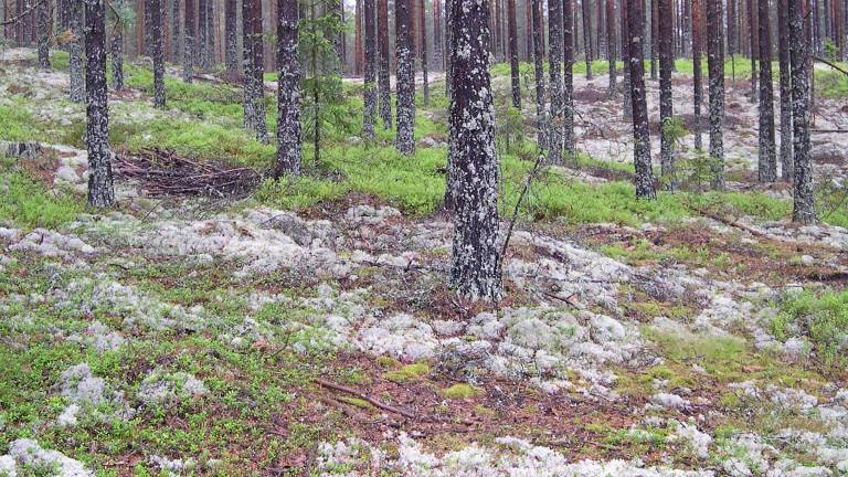 Lavrik typ, Lappland. Foto Mats Hannerz
