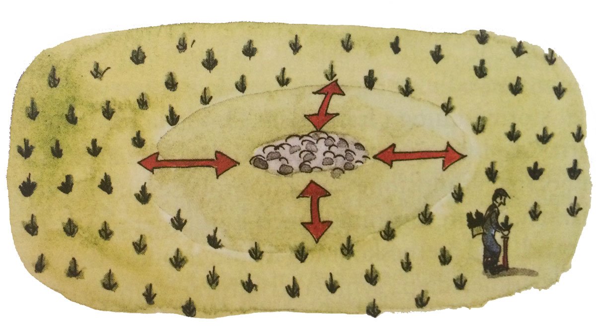 Plantera inte nära fornlämningarna. Illustration Nils Forshed.