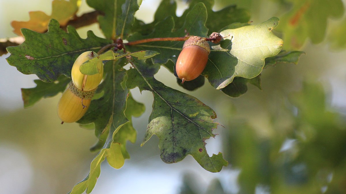 Ek (Quercus spp.) - Skogskunskap