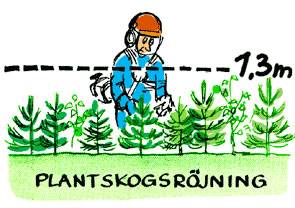 Plantskogsröjning, Nils Forshed