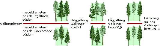 Gallringskvot Skogforsks definition