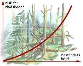risken för vindskador ökar med beståndets höjd