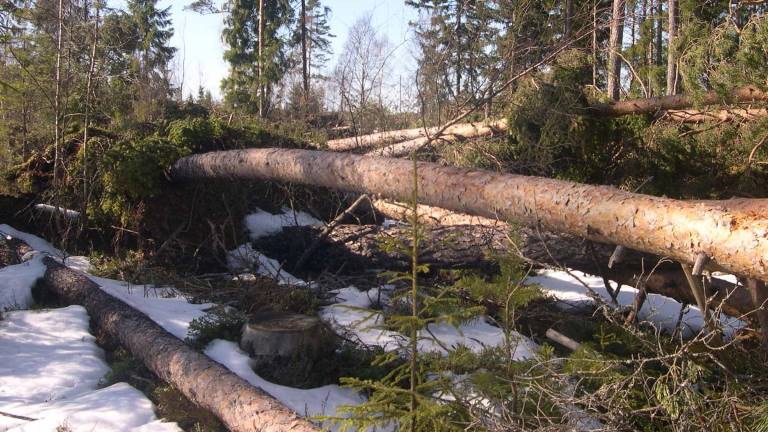 Stormfälld tallskog. Foto Mats Hannerz.