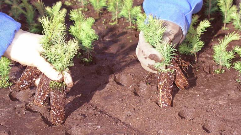 Pluggplantor för omskolning. Foto Södra Odlarna.