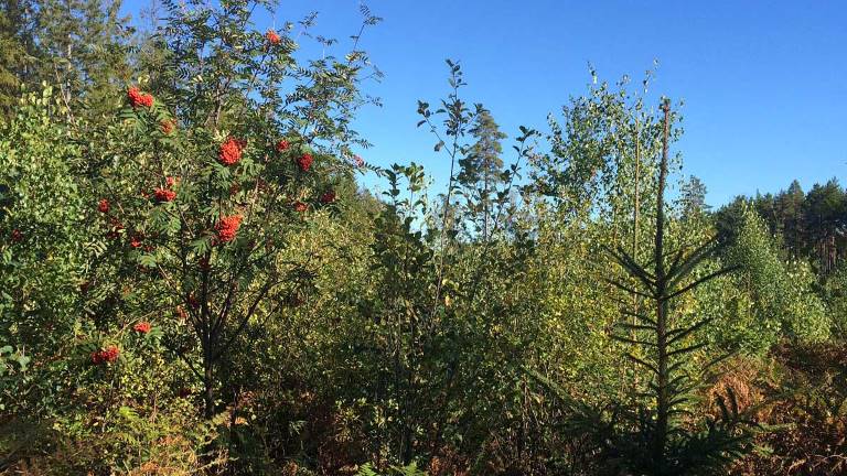 Rönn, Sorbus aucuparia, foto Mats Hannerz