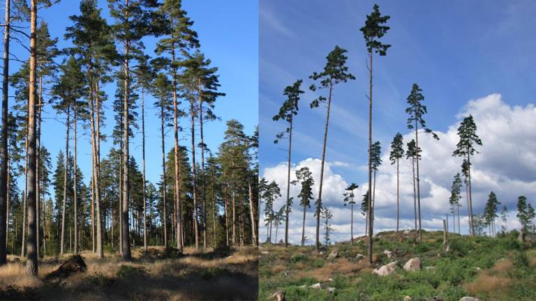 Fröträd av tall med välutvecklade respektive klena kronor. Foto Mats Hannerz.