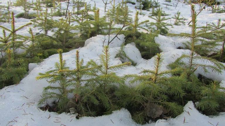 självföryngrade granplantor. Foto Mats Hannerz.