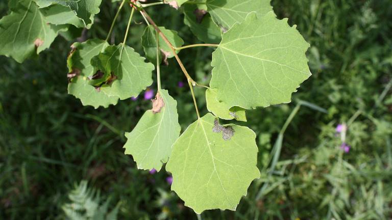 Asp Och Hybridasp Populus Spp Skogskunskap Asp Och Hybridasp Populus Spp Skogskunskap