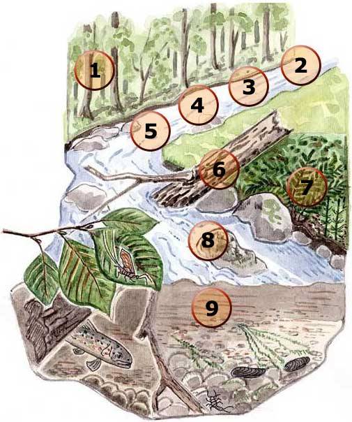 Faktorer som påverkar vattenorganismerna. Illustration Rose-Marie Rytter.