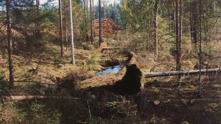 vindfälle i kantzon. Foto Eva Ring.