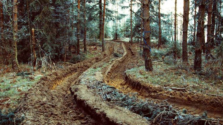 Körskador i gallringsskog. Foto Mattias Westerberg/SKOGENbild