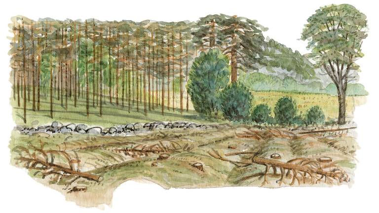 Fossil åkermark. Illustration Martin Holmer.