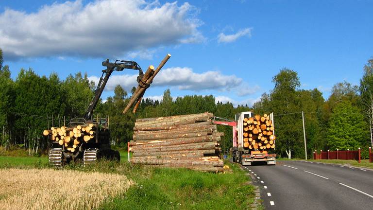 Farligt virkesupplag, foto Björn Svensson, Skogenbild