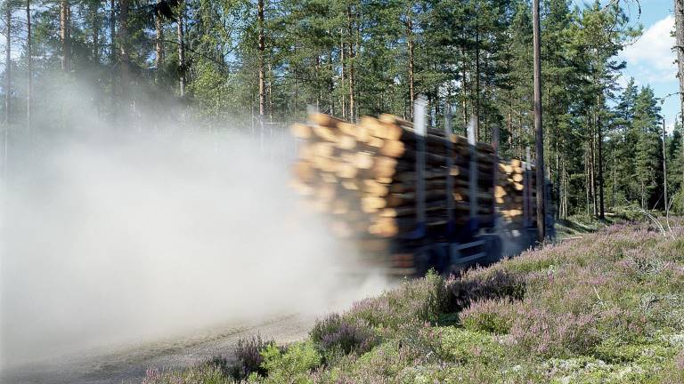 Vägdamm på skogsbilväg. Foto Thomas Adolfsén, Skogenbild.