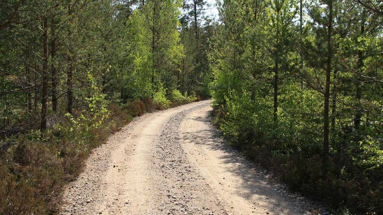 Röjningsbehov längs väg. Foto Mats Hannerz.