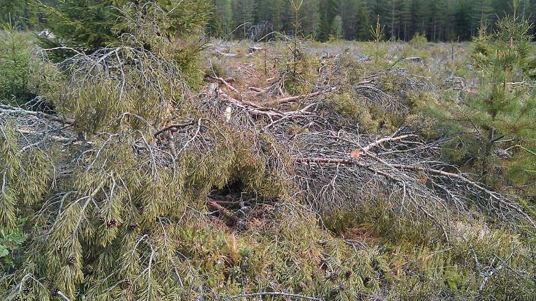 Kolarkoja täckt av ris. Foto Skogsstyrelsen.