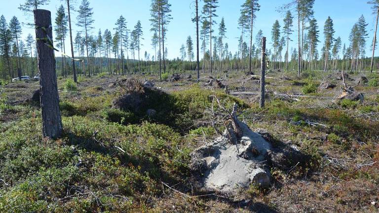 Rotvältor i fångstgropar. Foto Berit Andersson.