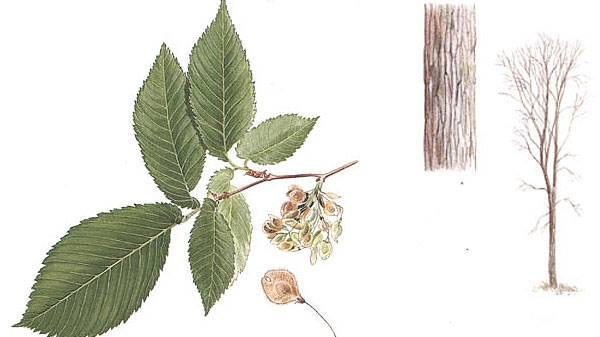 Vresalm, Ulmus laevis. Illustration Bo Mossberg.