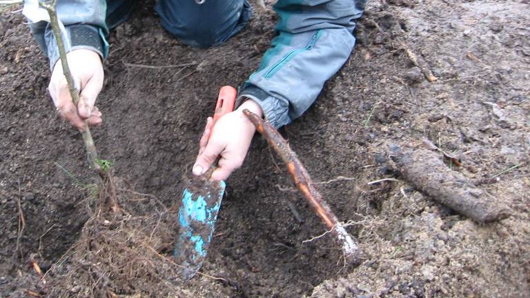 Plantering av barrot löv. Foto Magnus Löf.