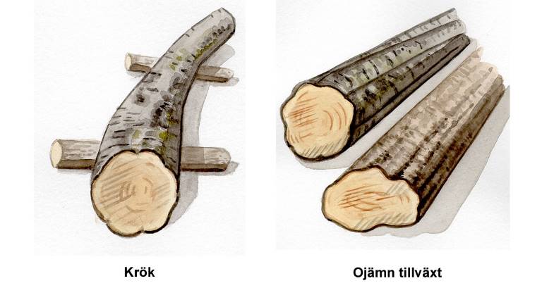 Krokig stam och ojämn tillväxt. Illustration Rose-Marie Rytter.