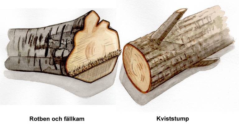 Rotben och fällkam, kviststump. Illustration Rose-Marie Rytter.