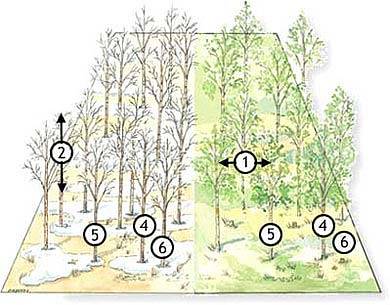 Gallringens grunder. Illustration Rose-Marie Rytter.