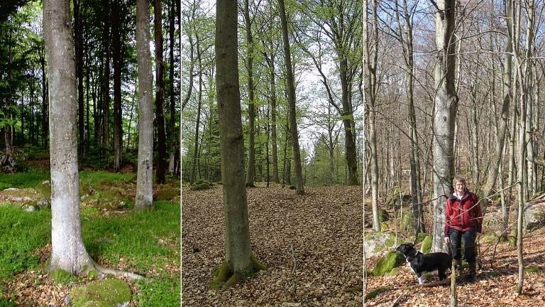 tre olika skötselintensitet i bokskog. Foton Ylva Thorn-Andersen.