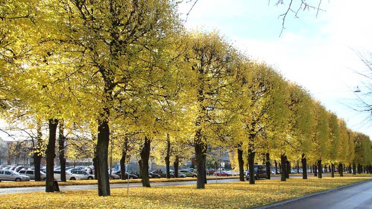 Lindallé i Norrköping. Foto Mats Hannerz.