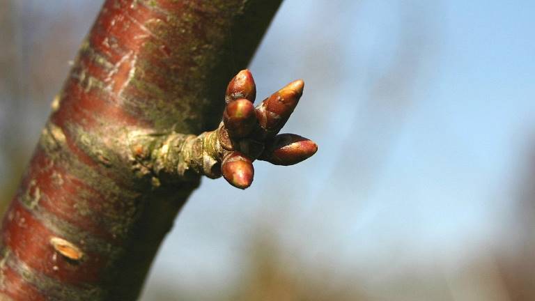 Fågelbär, Prunus avium. Sten Porse, wikipedia commons.