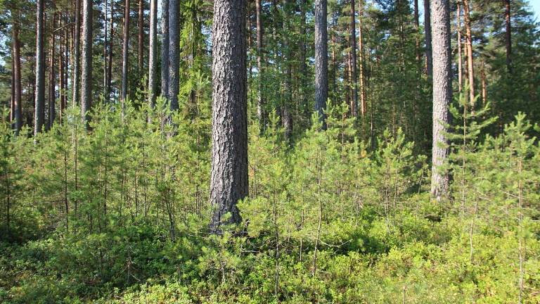 Självföryngrad tall under skärm. Foto Mats Hannerz.