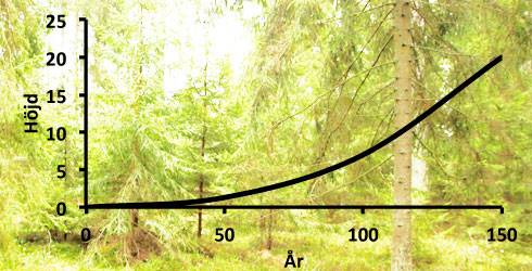 Höjdtillväxt i blädningsskog. Illustration Mats Hannerz.