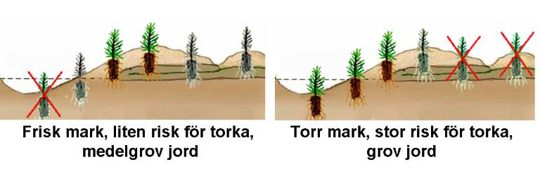 Sätt plantan rätt. Exempel.