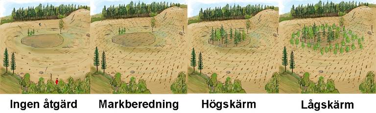 Åtgärder mot frostrisk. Illustration Anna Marconi.