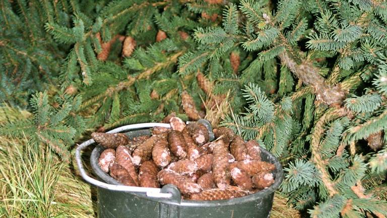 Grankottar i Ålbrunnaplantagen. Foto Curt Almqvist.