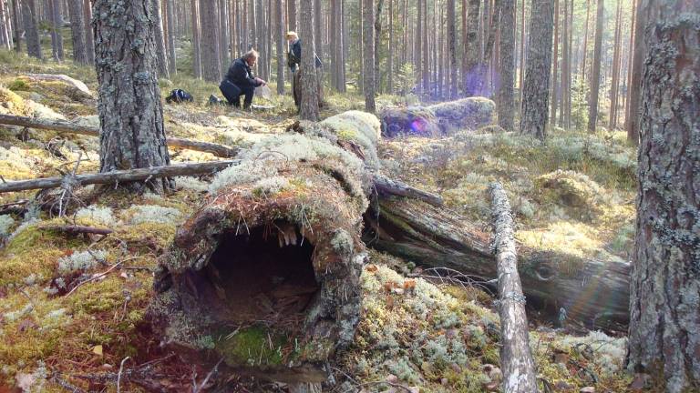 Effaråsen, tallskogen före avverkning. Foto Line Djupström.