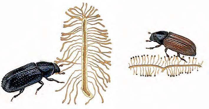 Större och mindre märgborre. Illustration Martin Holmer.