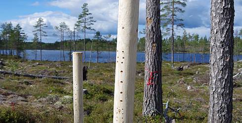 Stolpar för vildbin, Effaråsen.