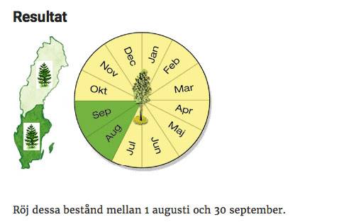 Röjningsklockan, exempel på gran högre än 3 meter.