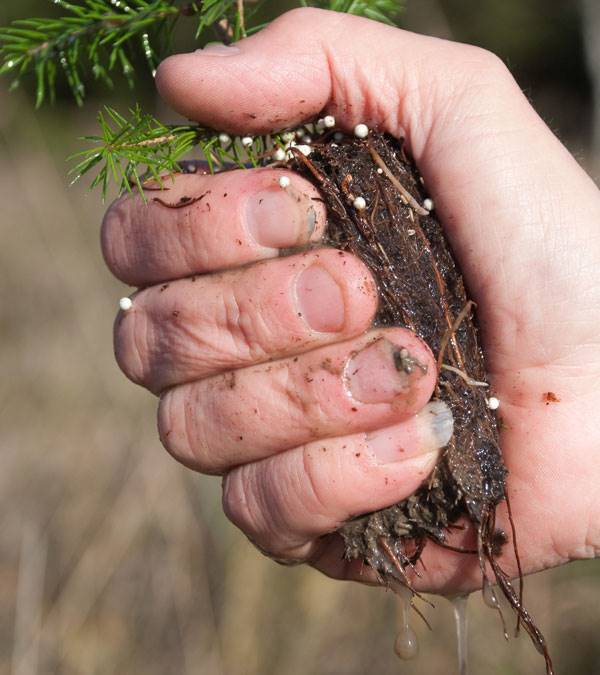 Krama plantan, den ska vara fuktig. Foto Erik Viklund.