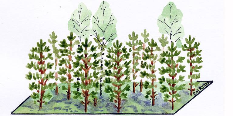 Tallplantering med löv. Illustration Rose-Marie Rytter.