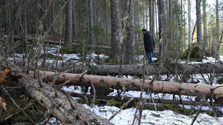 Stormfällning, gran, Sundsvall. Foto Mats Hannerz.