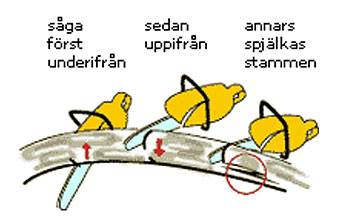 Stammen spänner uppåt