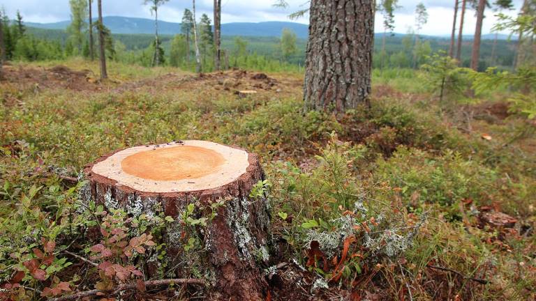 tallstubbe i fröträdsställning. Foto Mats Hannerz.