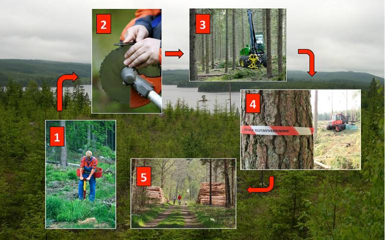 Skogsbrukets kretslopp