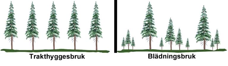 Enskiktad och flerskiktad skog, illustration Bo Persson