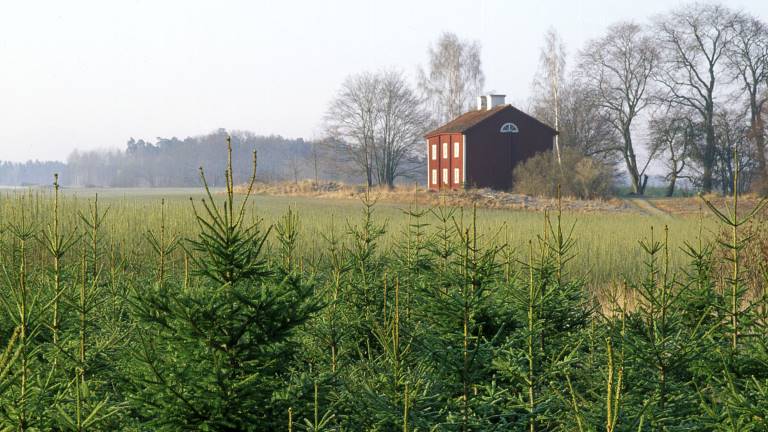 Igenplanterad åkermark. Foto Bosse Backström/SKOGENbild