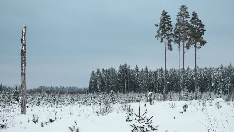 Hygge med högstubbe och hänsynsträd, Skyttorp, Uppland. Foto Mats Hannerz.