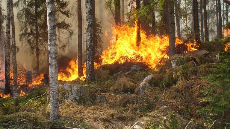 Bränning i skog, Uppland. Foto Yvonne Aldentun.